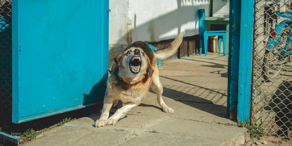 Cachorros agressivos. Cachorro latindo alto em um portão.