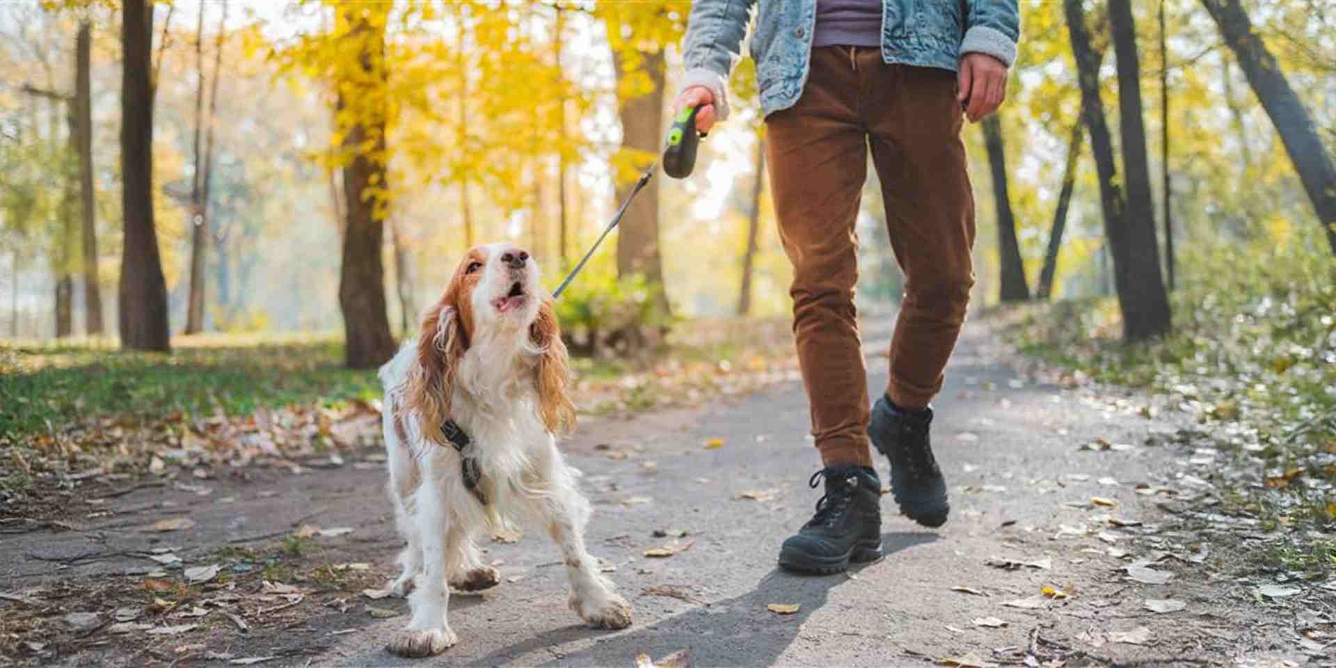 Um cachorro agressivo latindo desconfortavelmente enquanto caminha ao lado de seu dono.