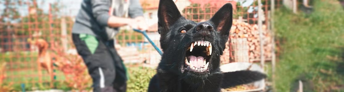 cachorros agressivos. Cachorro de raça grande nervoso.