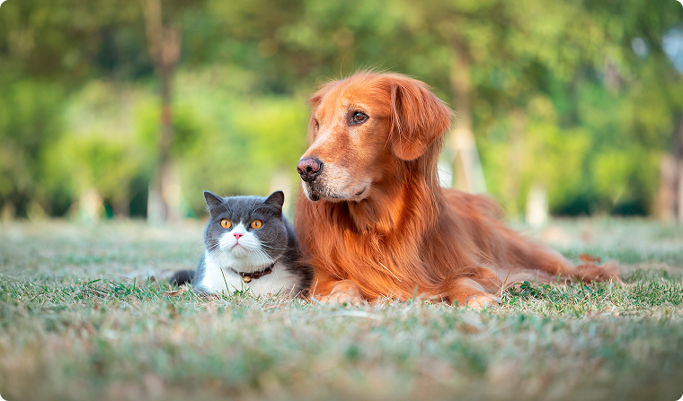 Cão e gato descansando juntos em um campo verde, representando a nutrição avançada de Pro Plan