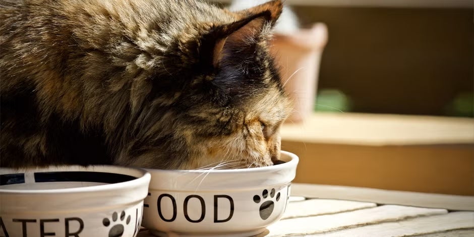 Quantas vezes um gato deve comer por dia. Bichano comendo