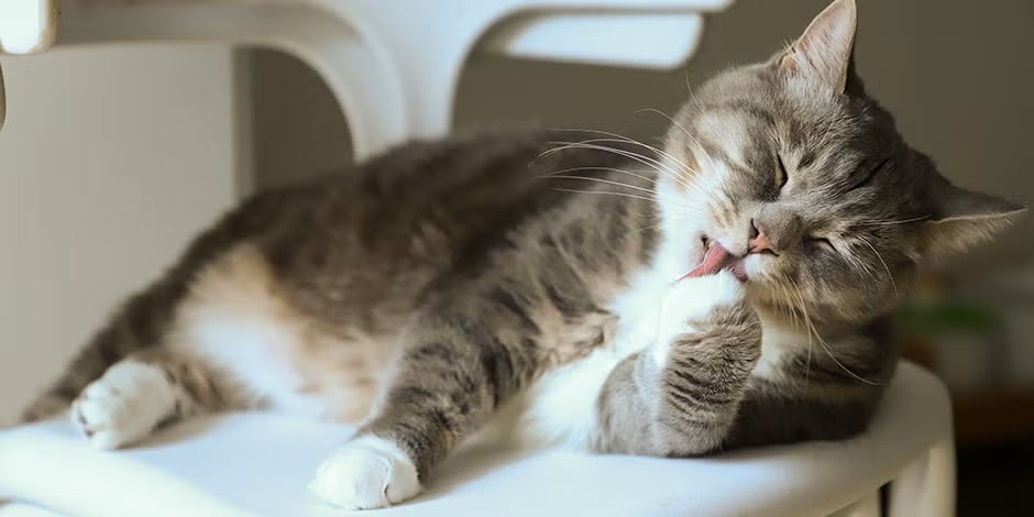 A alergia a gatos vem do alérgeno na saliva. Bichano lambendo a pata.