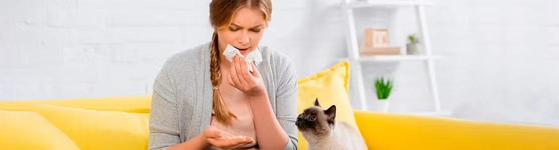 Alergia a gatos, gato siamês