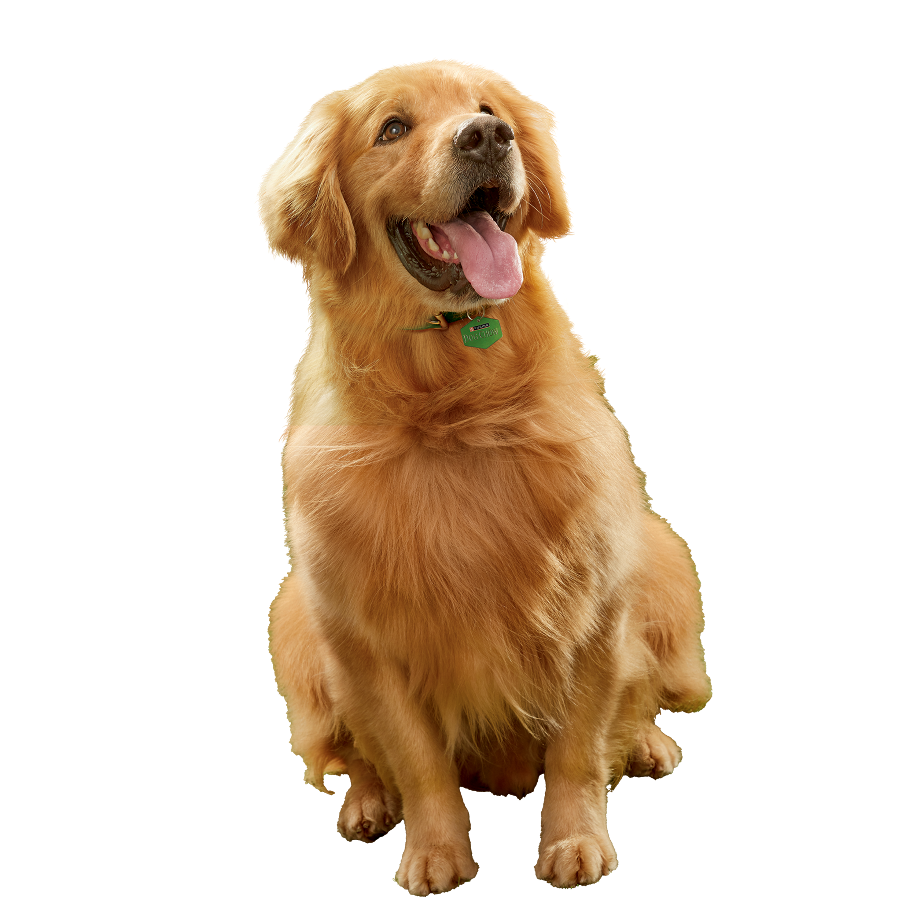 Dog Chow sachê ração úmida para cães adulto sabor cordeiro com arroz 85g