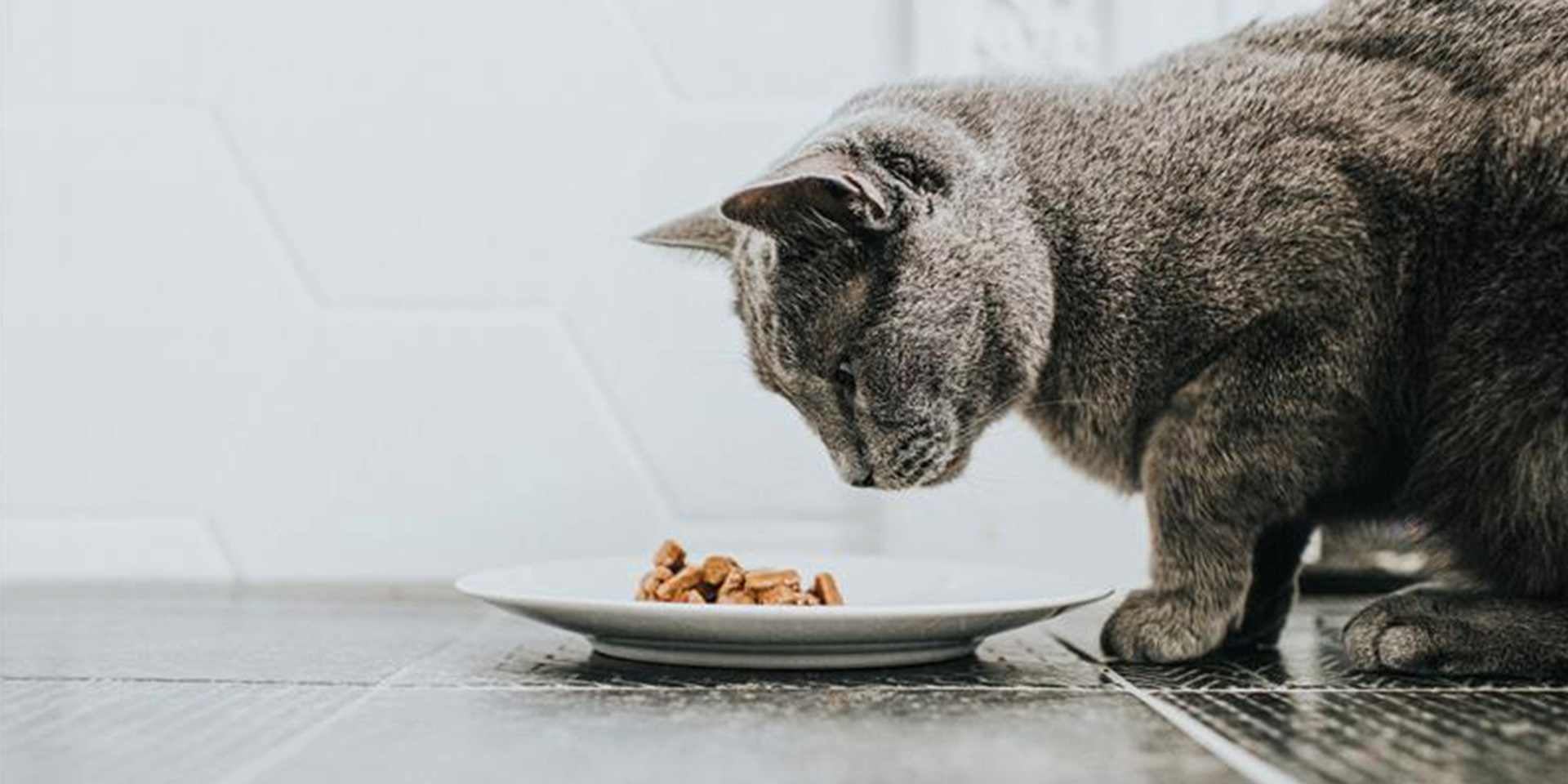 Gato filhote pode comer ração de adulto. Gato alimentando seu metabolismo