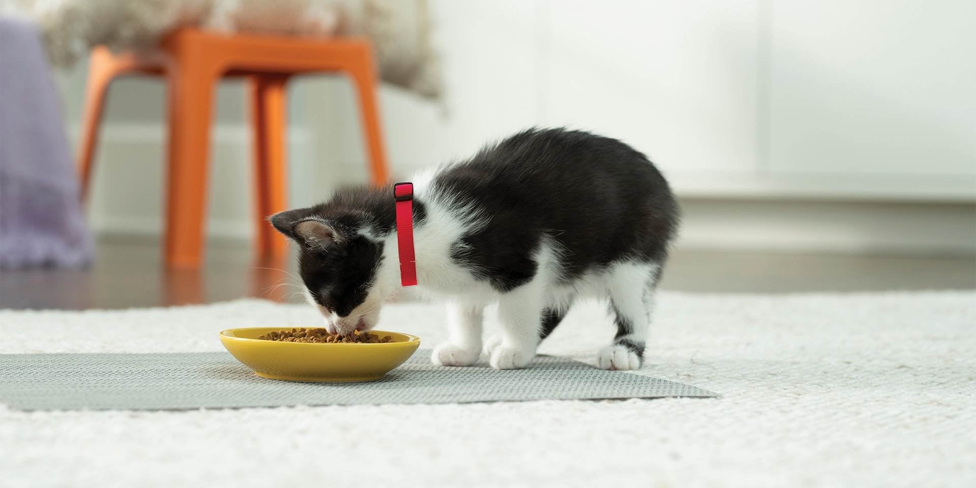 Gato filhote pode comer ração de adulto, filhote comendo nutrientes da ração.