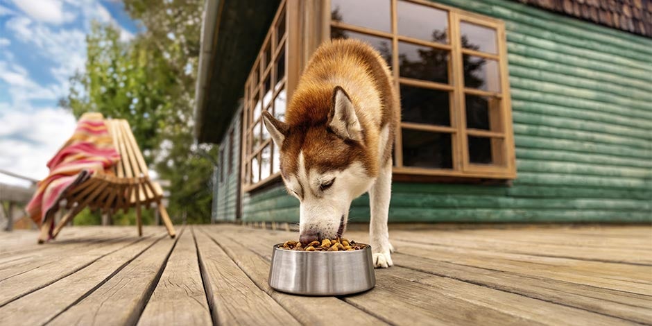 Ração super premium para pet. Cachorro comendo