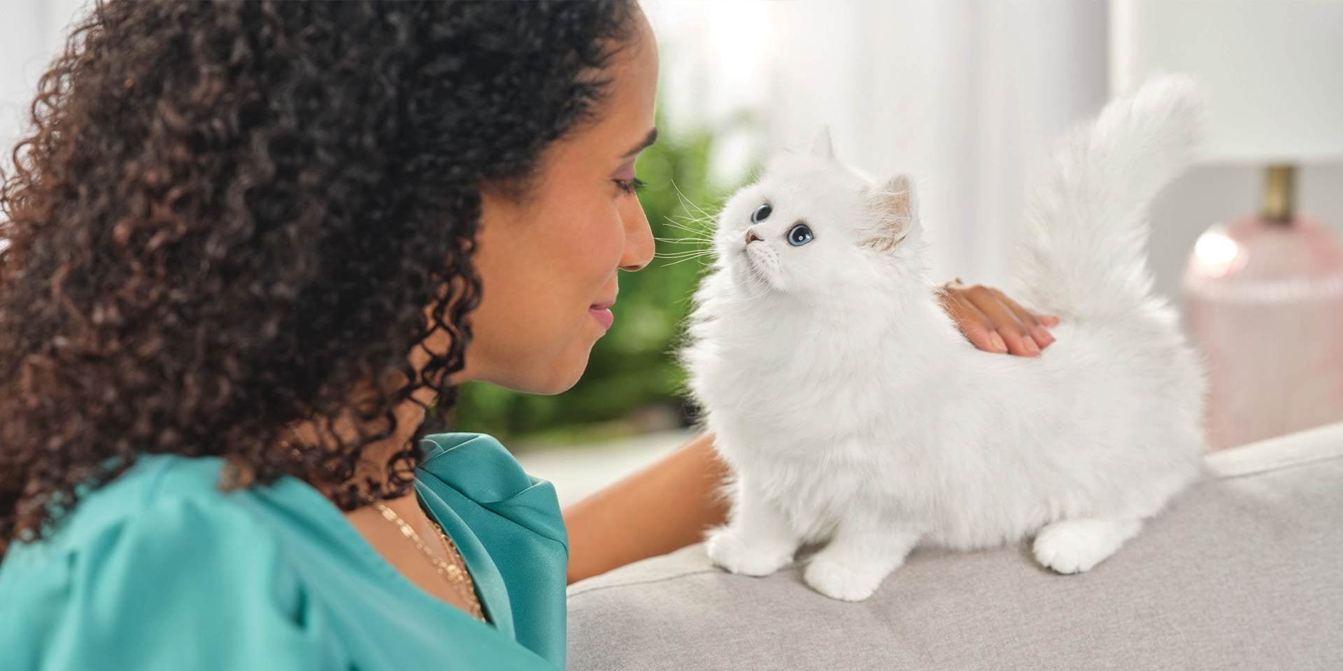 Cérebro de um gato precisa nutrição, gato branco com tutora.