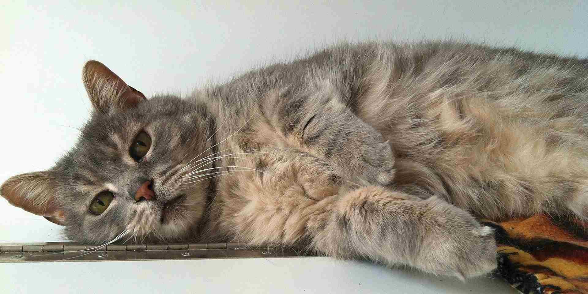 Cérebro de um gato precisa nutrição, gato deitado.