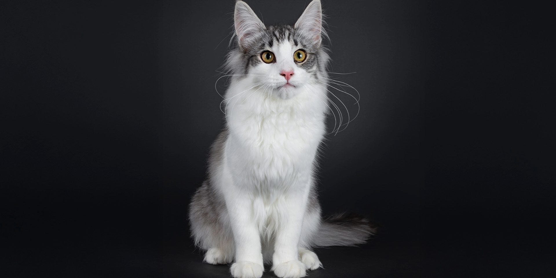 Cérebro de um gato: conheça a anatomia e a inteligência felina