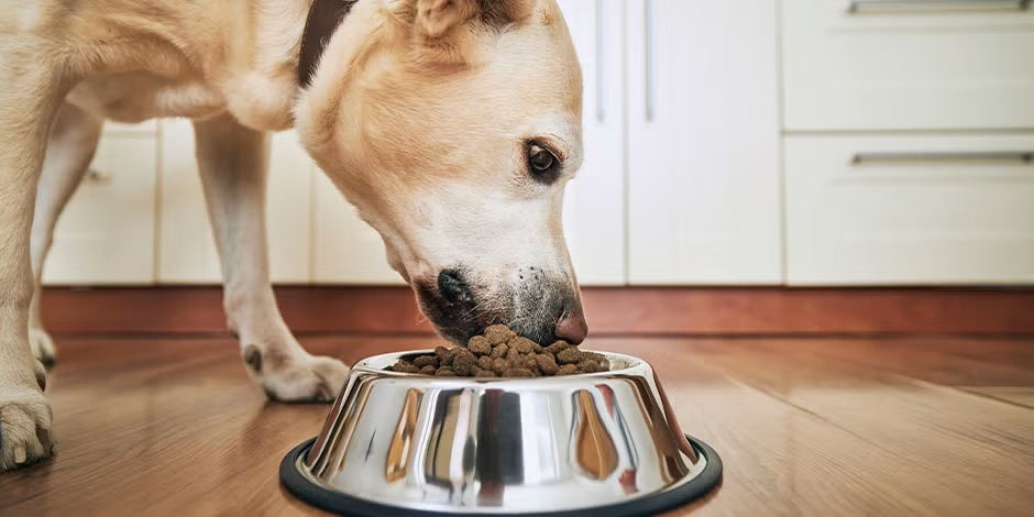 como armazenar ração de cachorro, cão comendo
