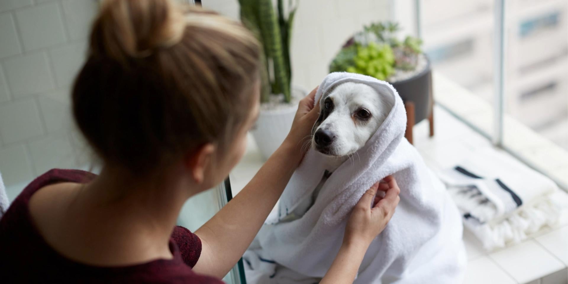 Día mundial dos animais, tutor secando seu cachorro