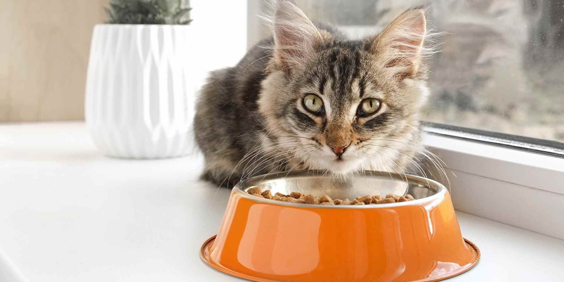 Día mundial dos animais, gato comendo