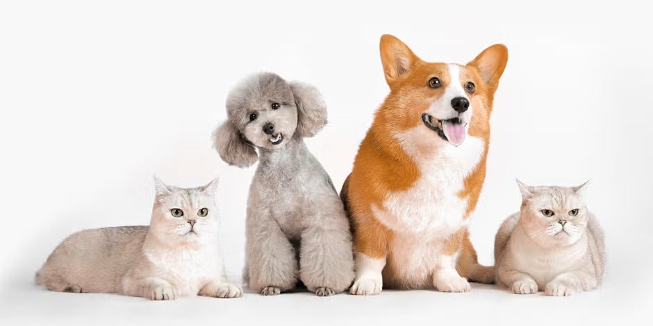 Dia Mundial dos Animais: como garantir o bem-estar do seu pet
