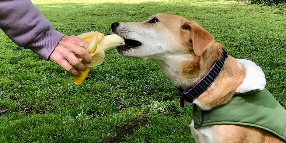 Cao comendo banana, frutas que cachorro pode comer