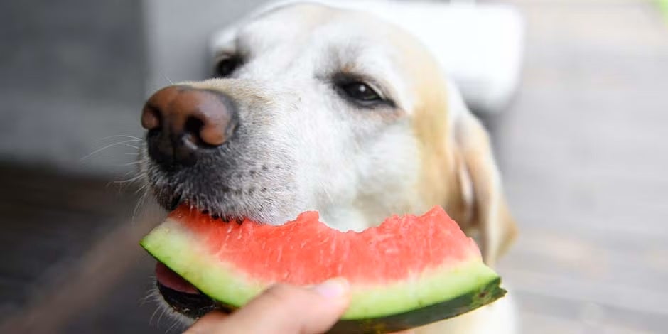 Labrador comendo melancia, frutas que cachorro pode comer