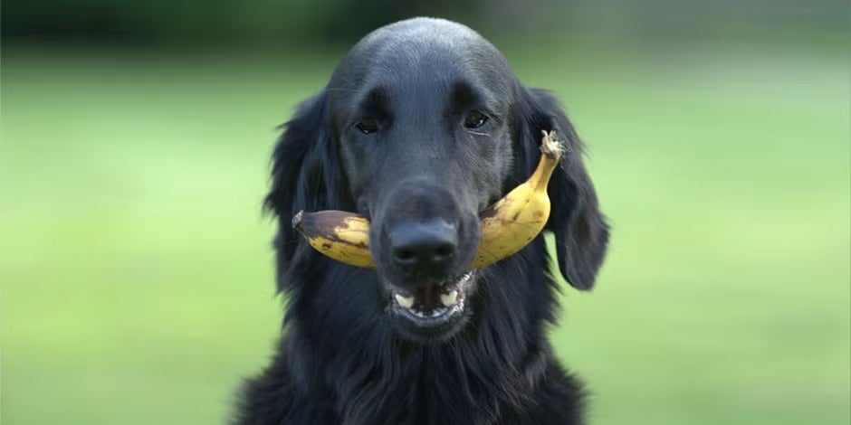 Frutas que cachorro pode comer: guia de petiscos seguros e proibidos