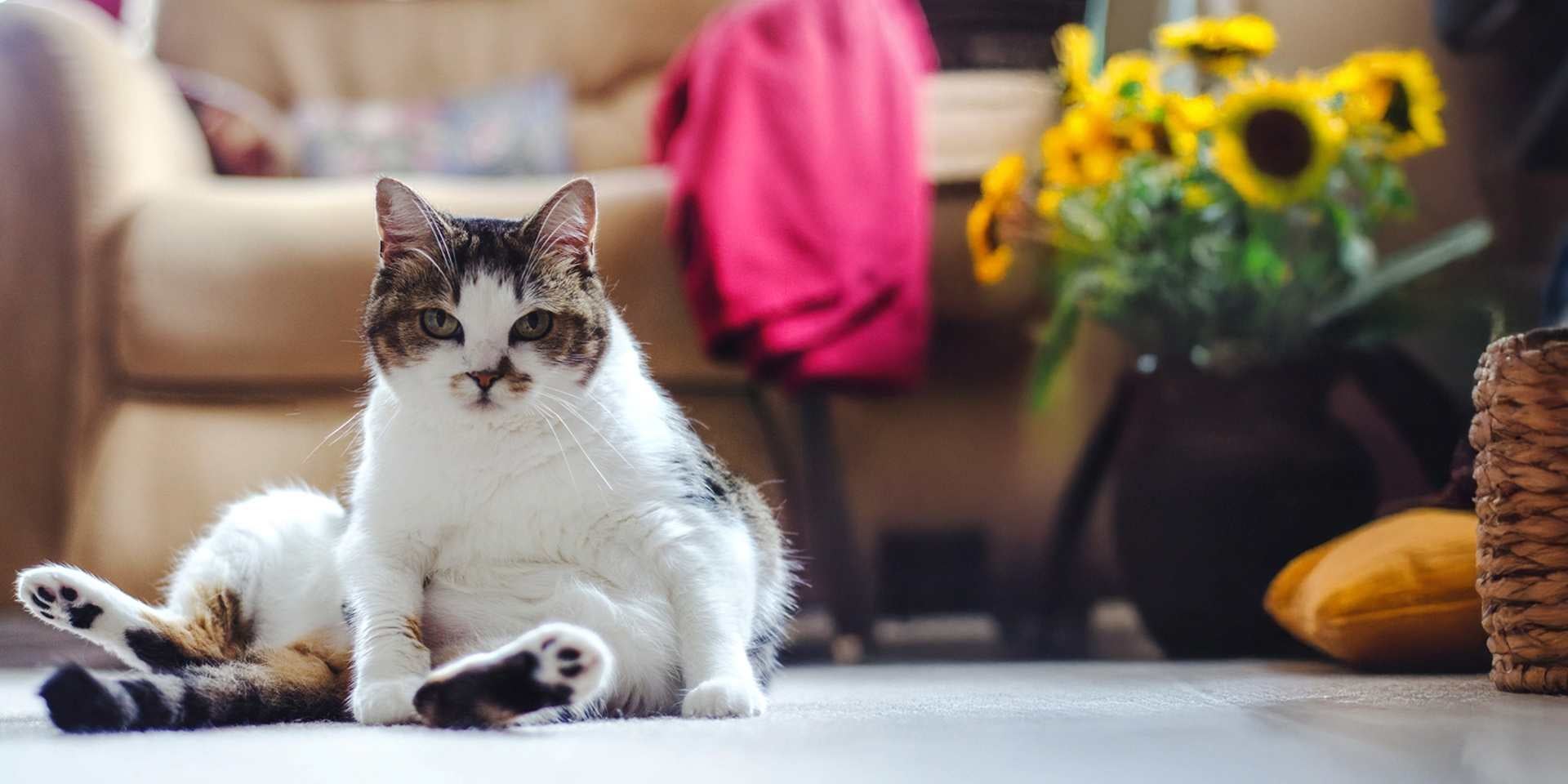 Gato gordo olhando para a câmara