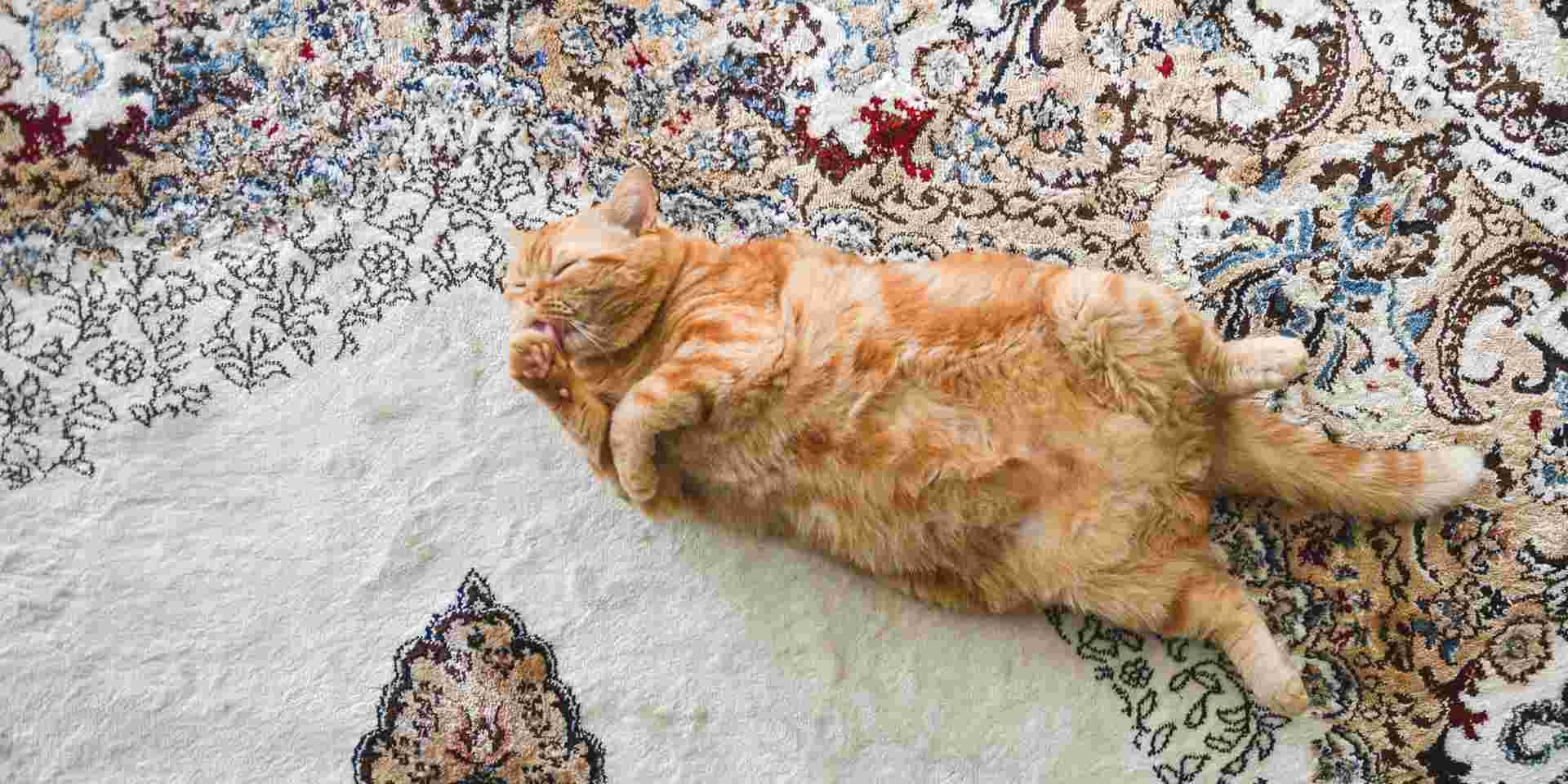 Gato gordo olhando para a câmara - Diabetes