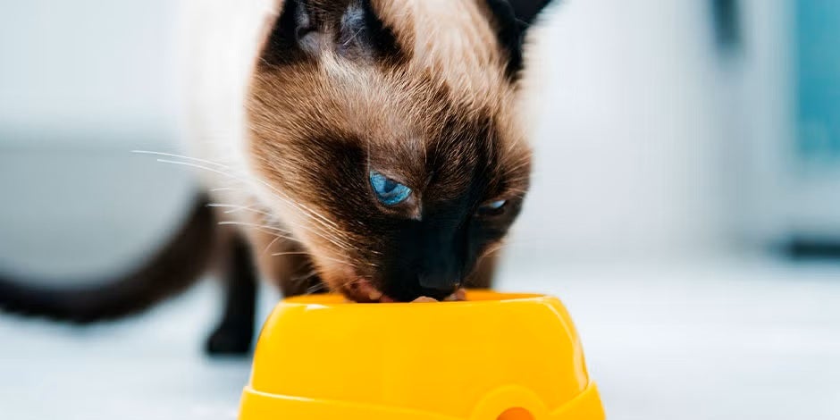 Qual a melhor ração para gatos