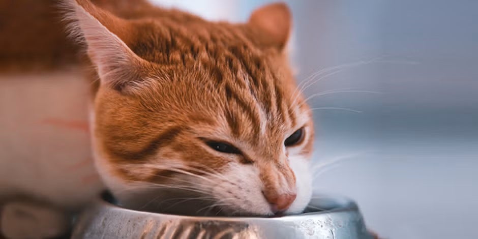 Ração para gato castrado, Gato laranja comendo