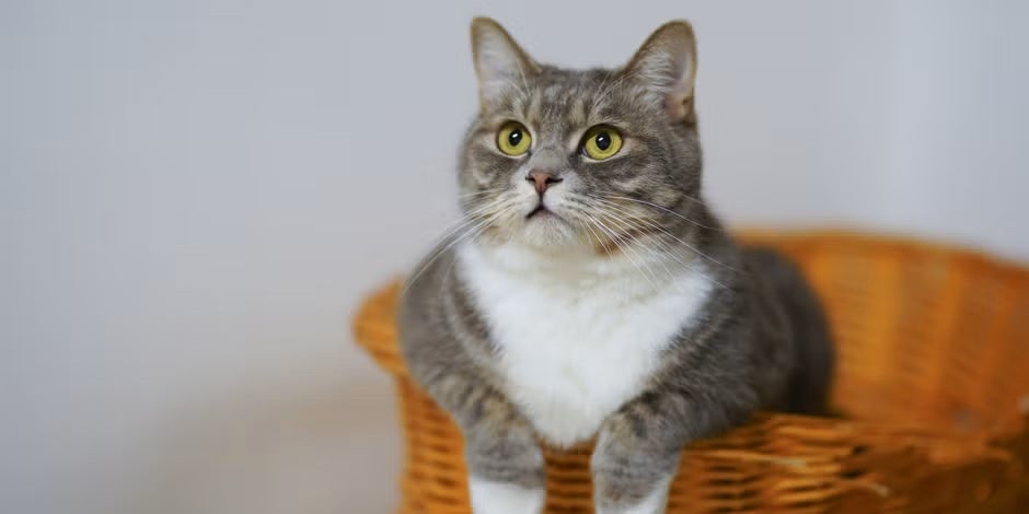Ração para gato castrado