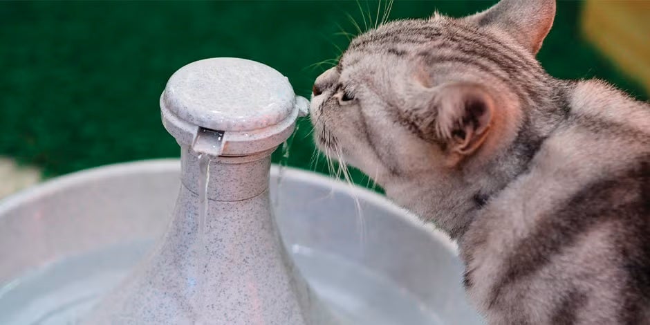 Gato se hidratando depois de comer ração para gato filhote