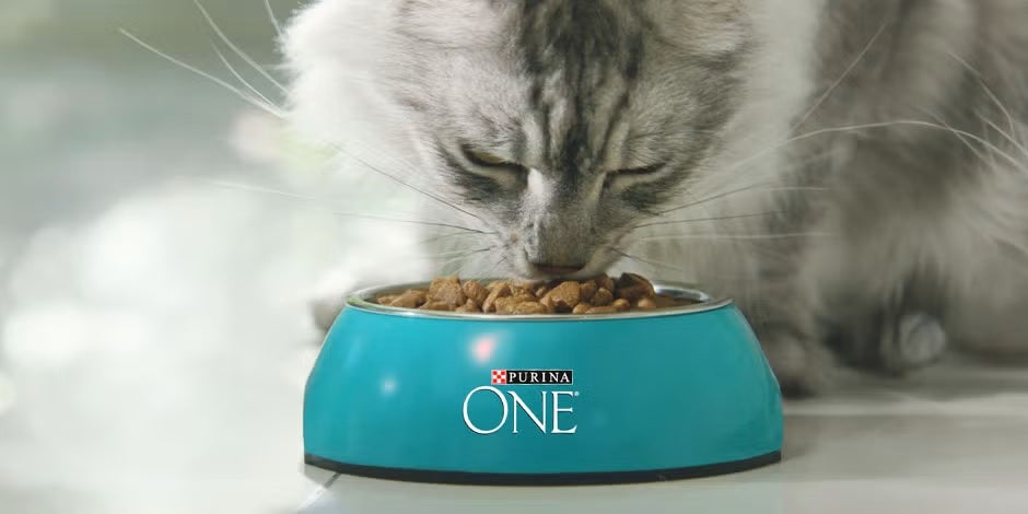 Gato comendo ração para gato filhote de PURINA ONE