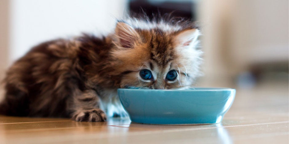 Ração super premium para pet. Gato comendo