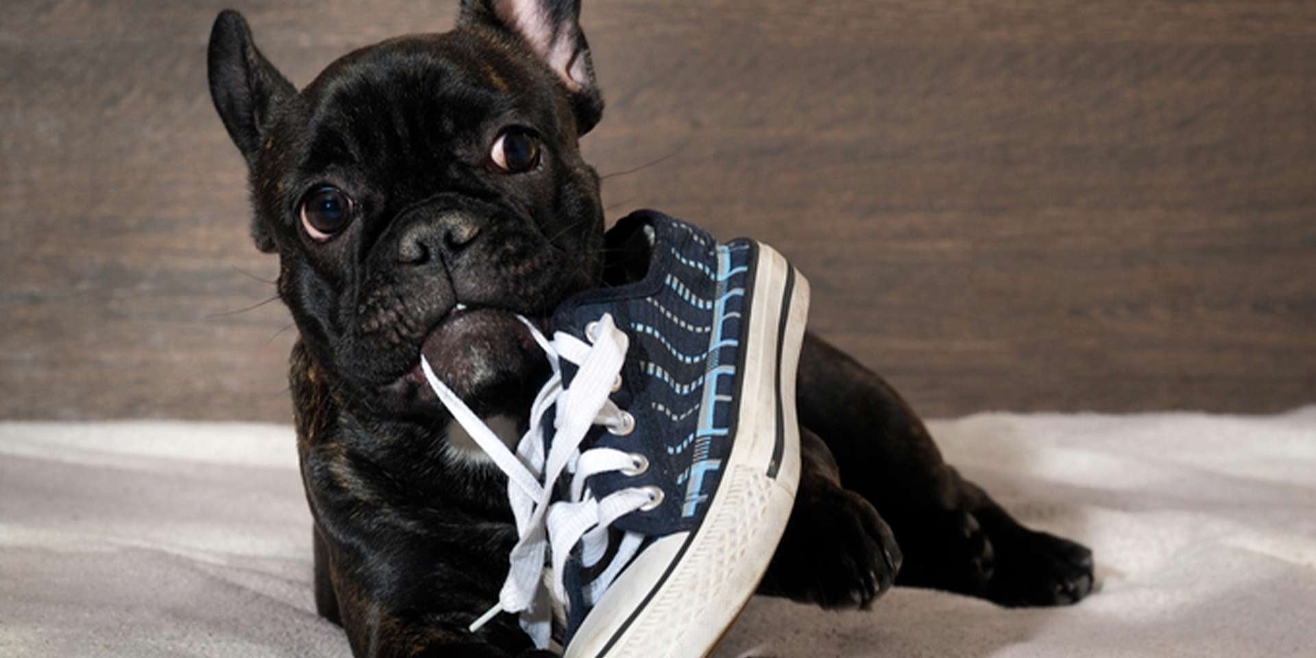 Cachorro hiperativo, bulldog mordendo sapato como brincadeira