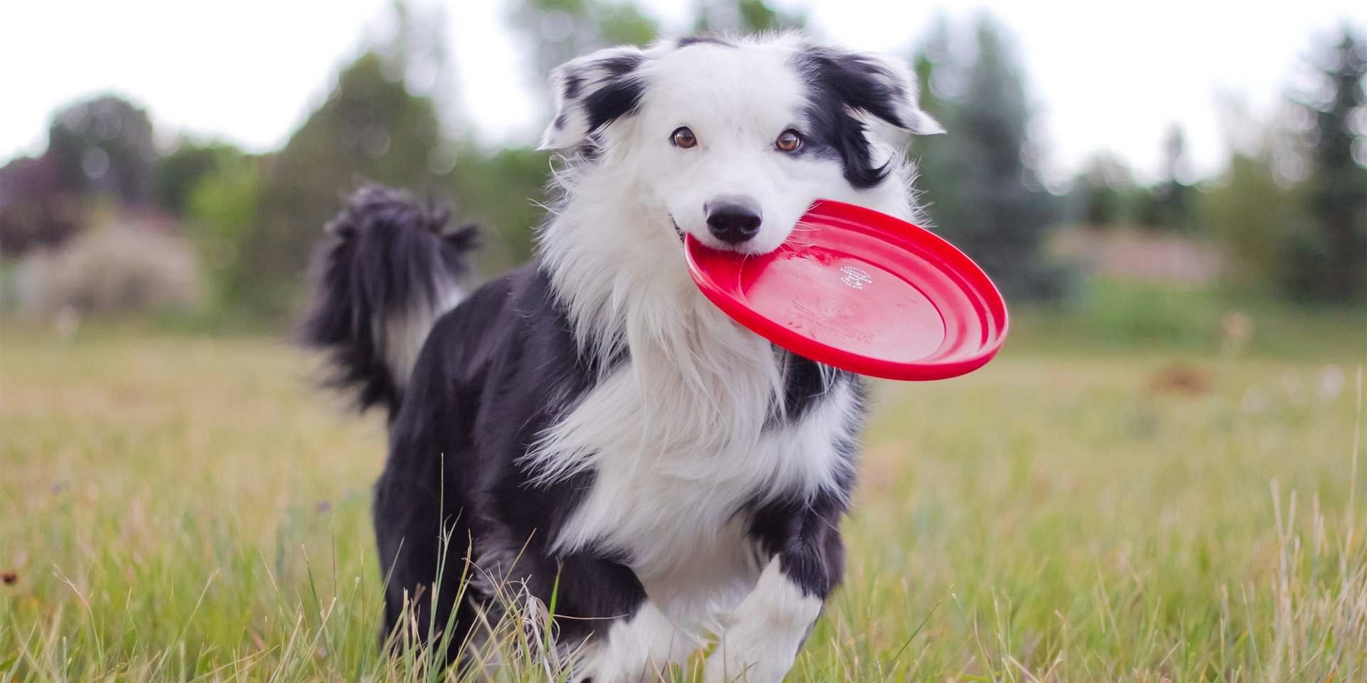 Cachorro hiperativo, Collie com frisbee na boca