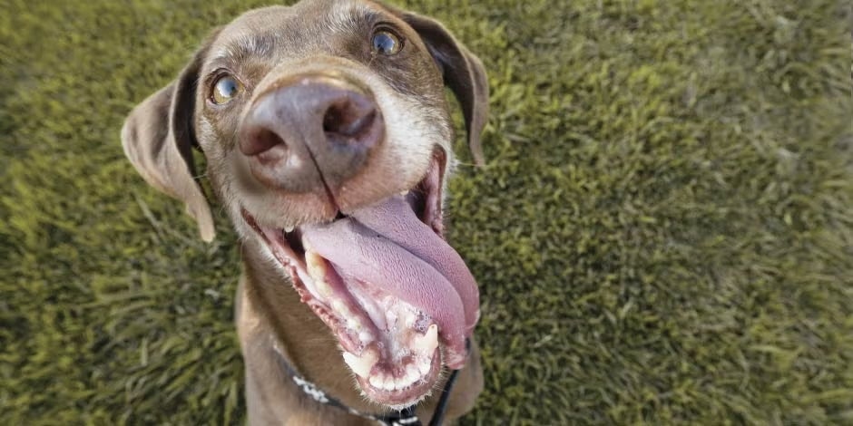 Dentes de cachorro adulto, afetado pela ração para cachorro idoso