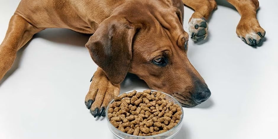 Ração para cachorro idoso. Cao adulto triste pela dieta