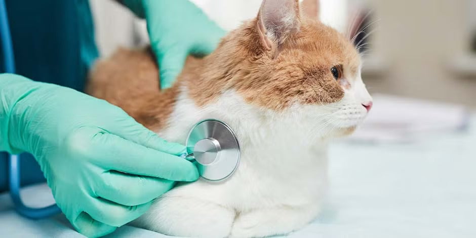 Ração para gatos diabéticos, gato com o veterinário
