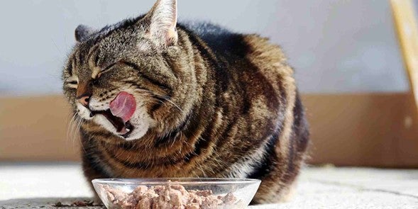 trocar a ração do cachorro e gato com segurança