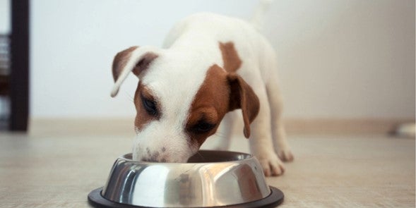 trocar a ração do cachorro e gato, esteja atento os sinais. Filhote com tigela