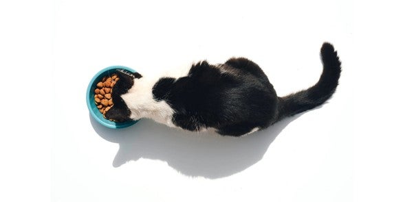 trocar a ração do cachorro e gato com transição lenta