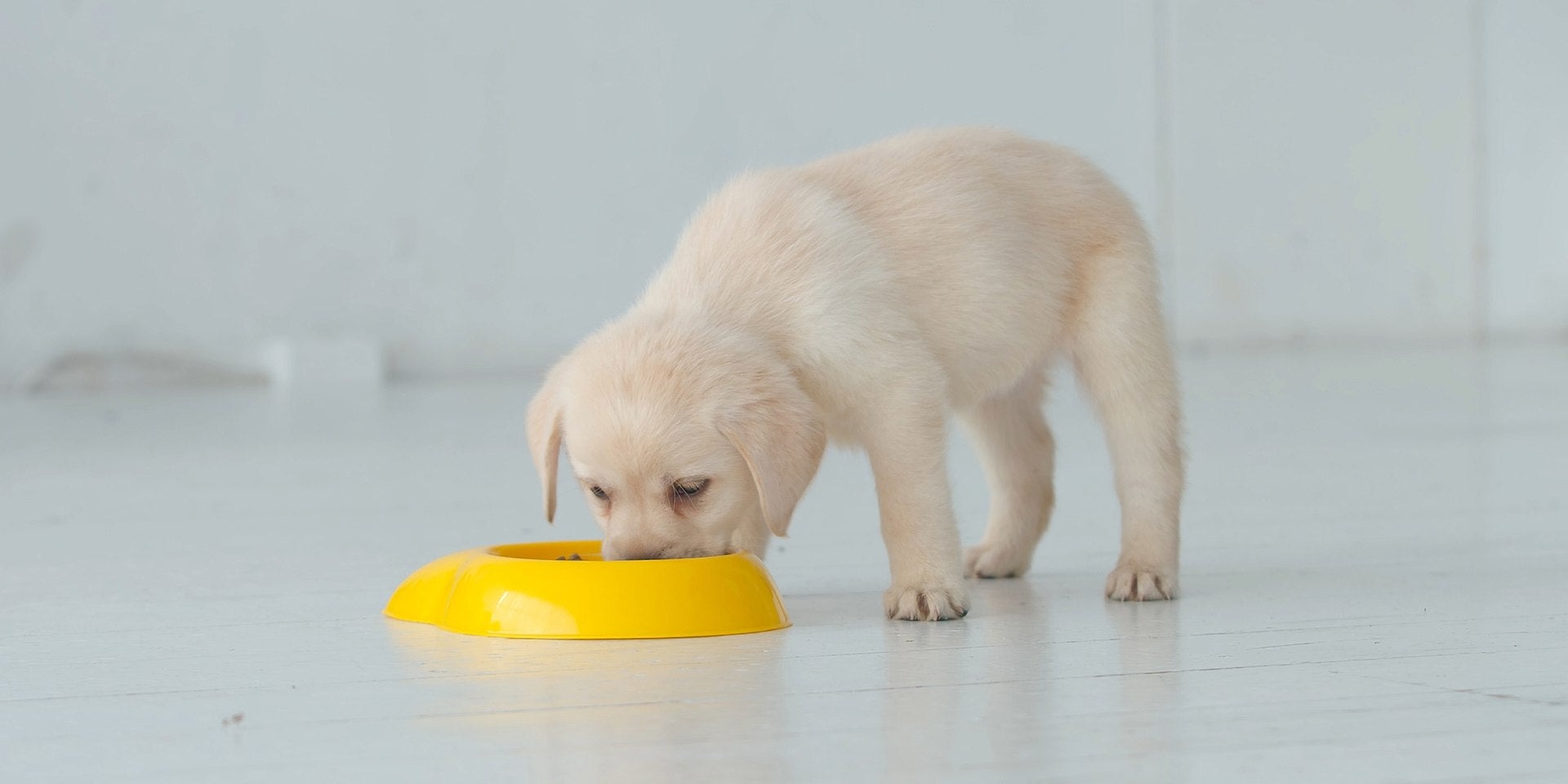 idade de cachorro – Filhote labrador comendo de tigela amarela