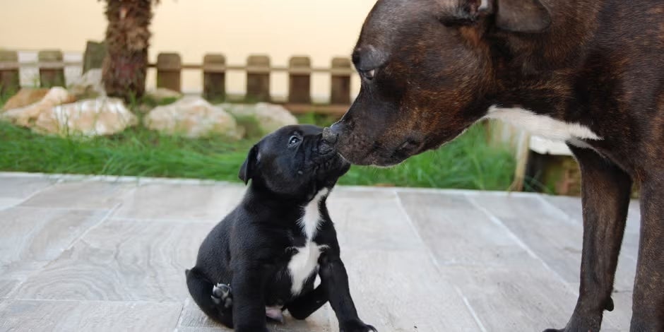 Idade de cachorro: como calcular e garantir uma vida longa ao seu pet