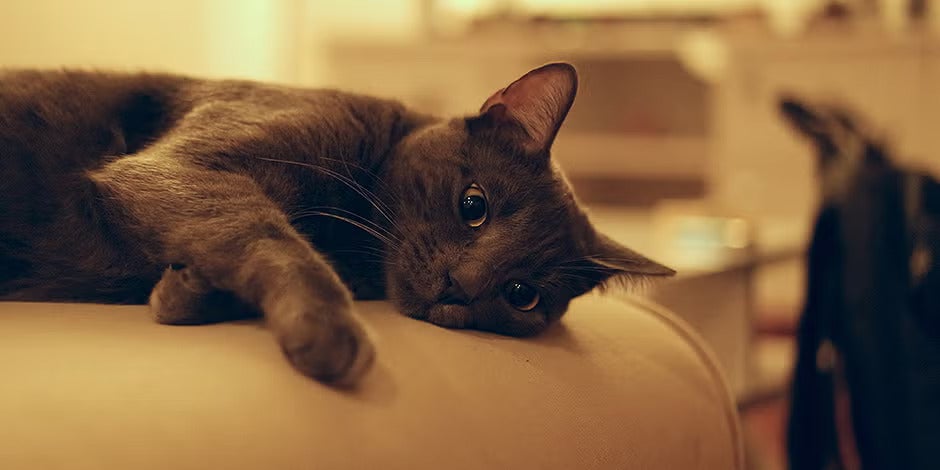 Gato com dificuldade de urinar, gato preto deitado em sofá