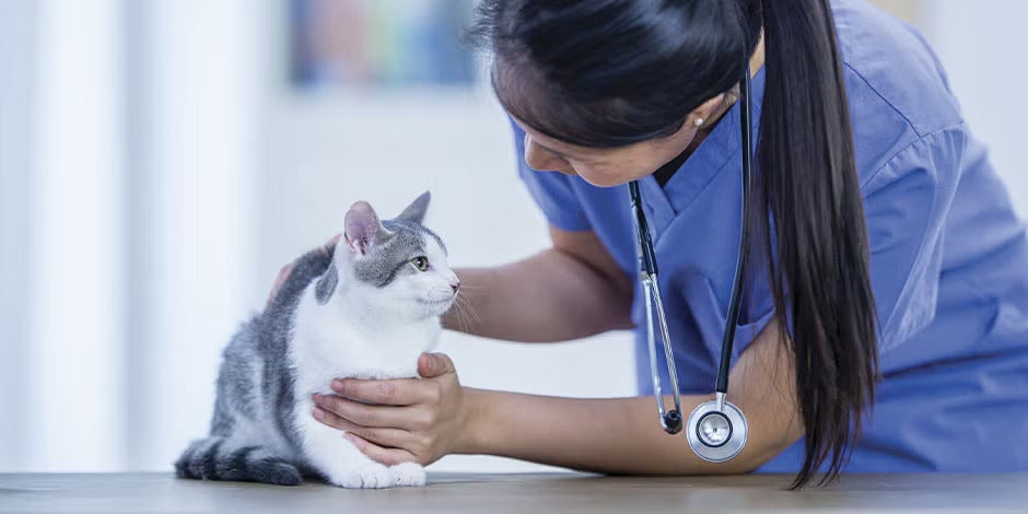 Gato com dificuldade de urinar sendo revisado na veterinária