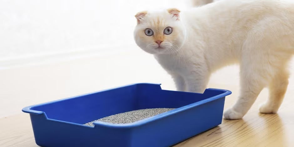 Gato com dificuldade de urinar