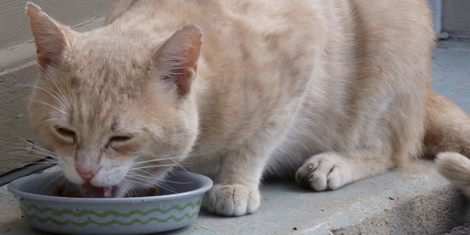 O que gato não pode comer? Saiba quais alimentos evitar