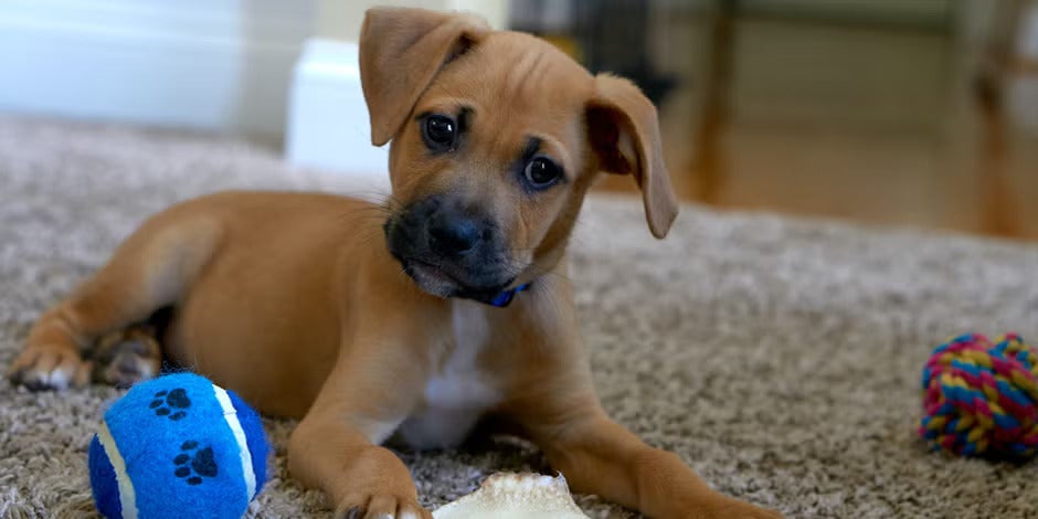 cachorro filhote conhecendo algumas brincadeiras para cachorro