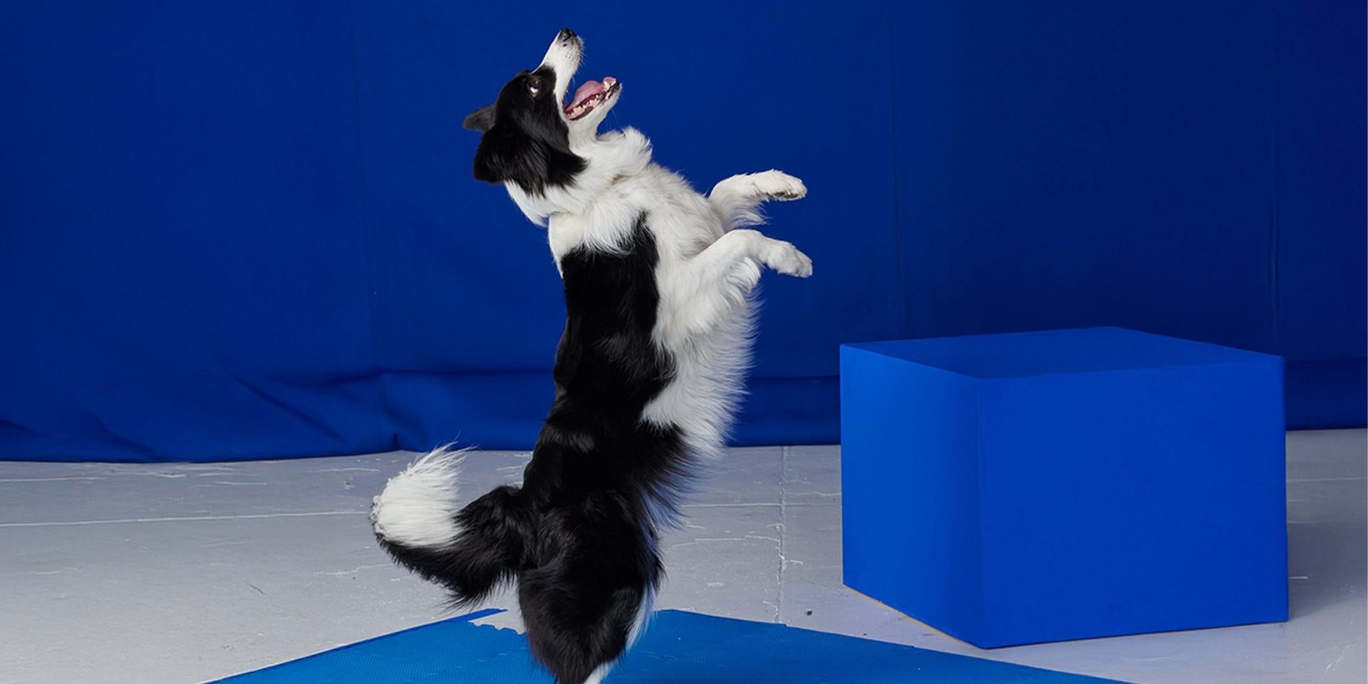 Border Collie pulando em brincadeiras para cachorro