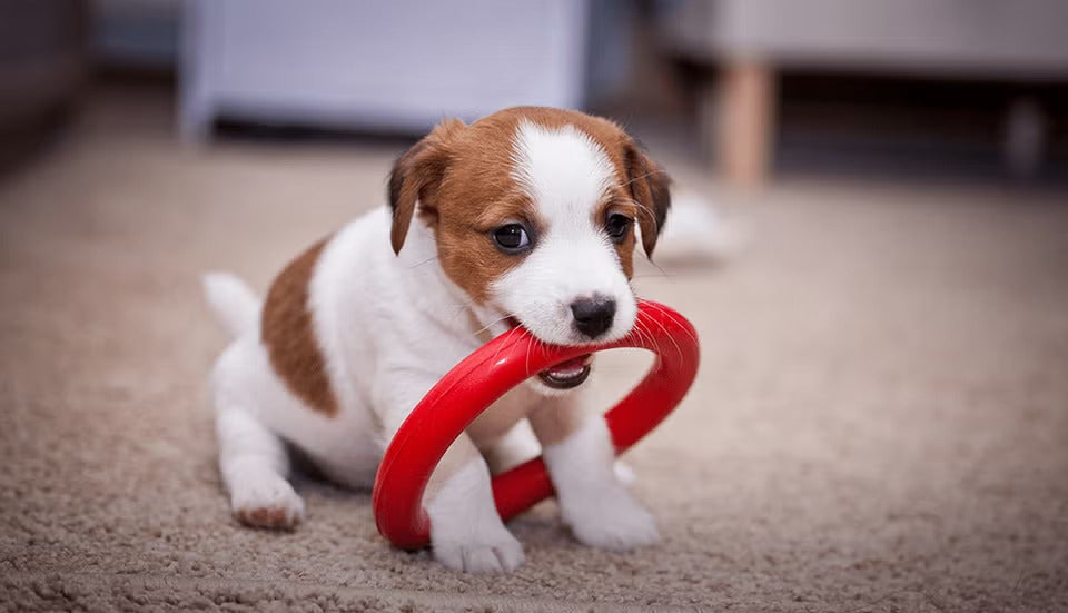 Brincadeiras para cachorro gastar energia e ser feliz