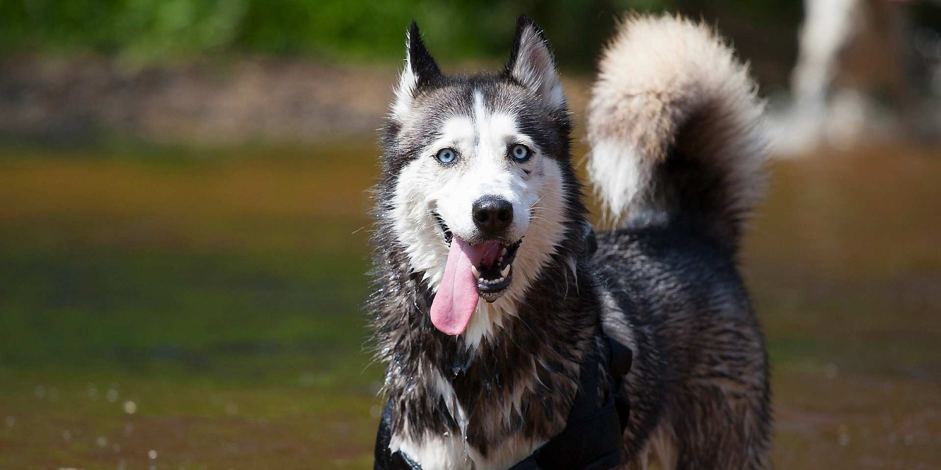 idade de cachorro – Husky adulto em um rio de