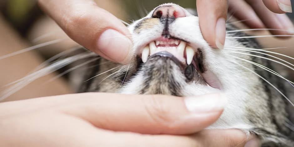 meu gato não quer comer, mostrando os dentes do gato