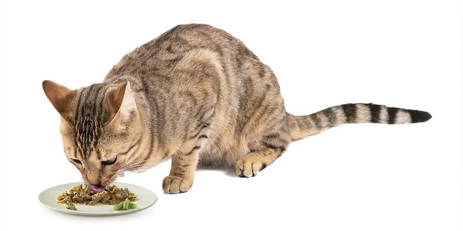 O que os gatos comem, gato comendo proteína