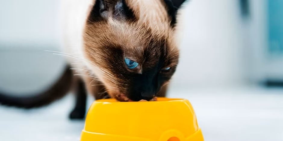 O que os gatos comem? Entenda a alimentação ideal para seu pet